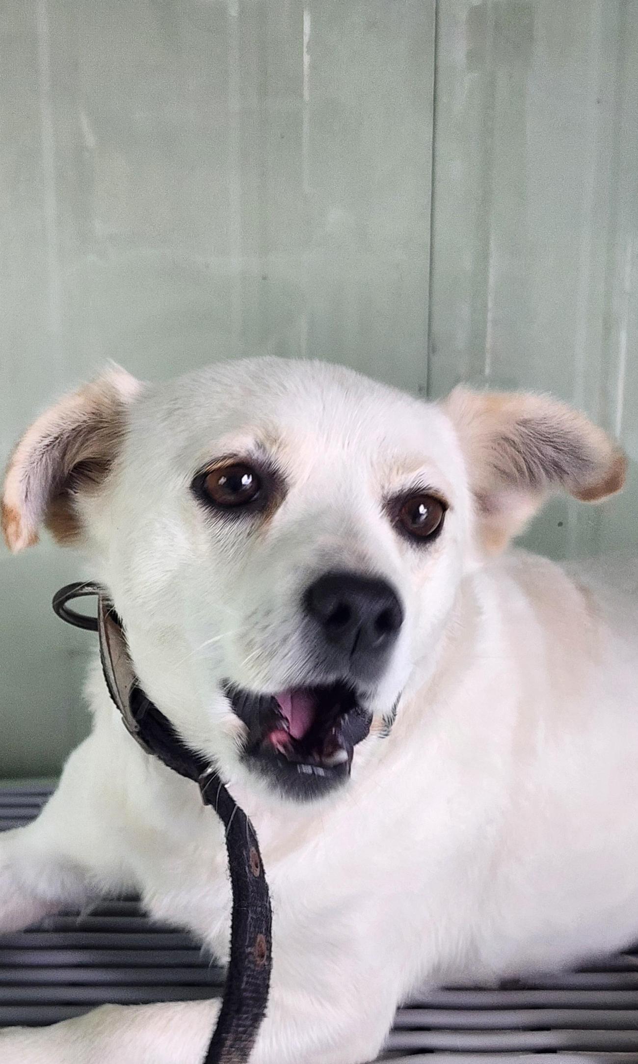 상주시 동물보호센터_447511202501308